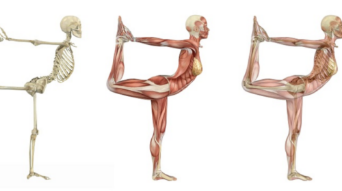 Manas Yoga 50 Std Anatomie, Physiologie, Biomechanik Lehrerausbildung